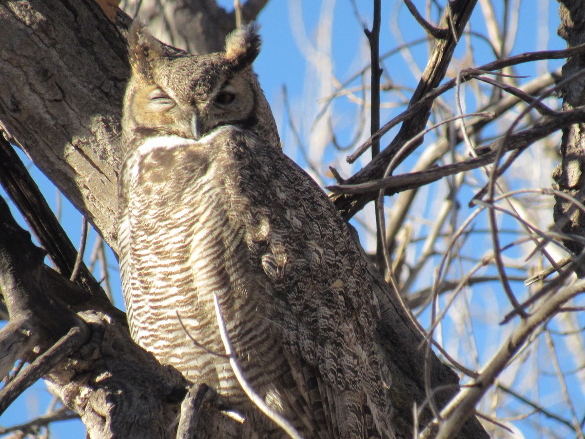 Great Horned Owl - ML133787151