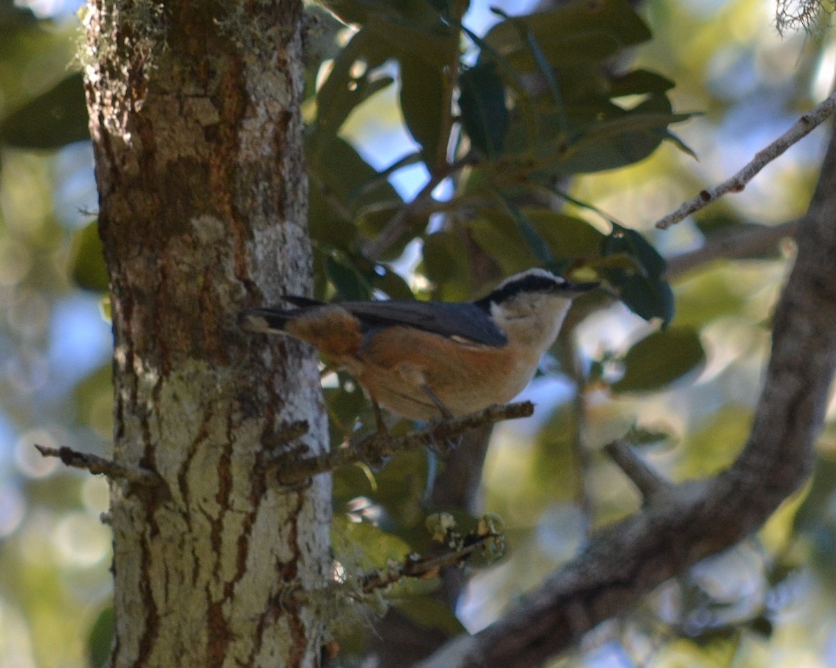 Red-breasted Nuthatch - ML133787571