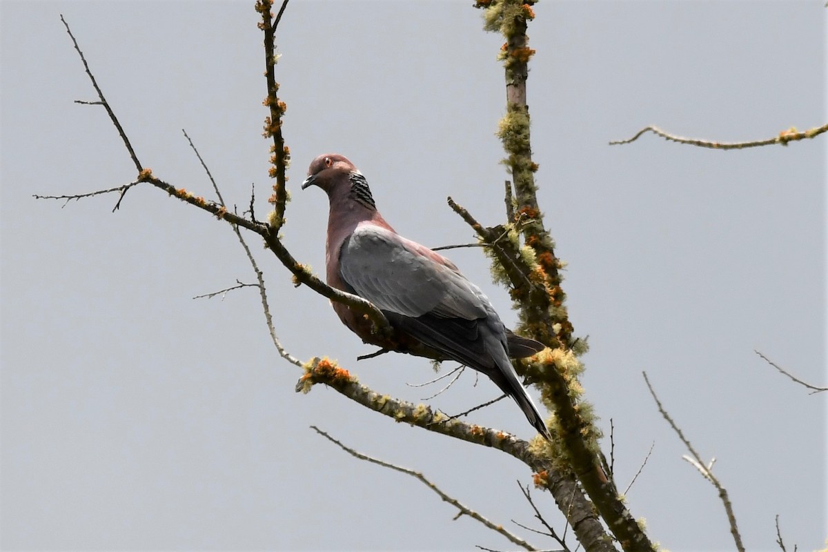 Chilean Pigeon - Dan Bormann
