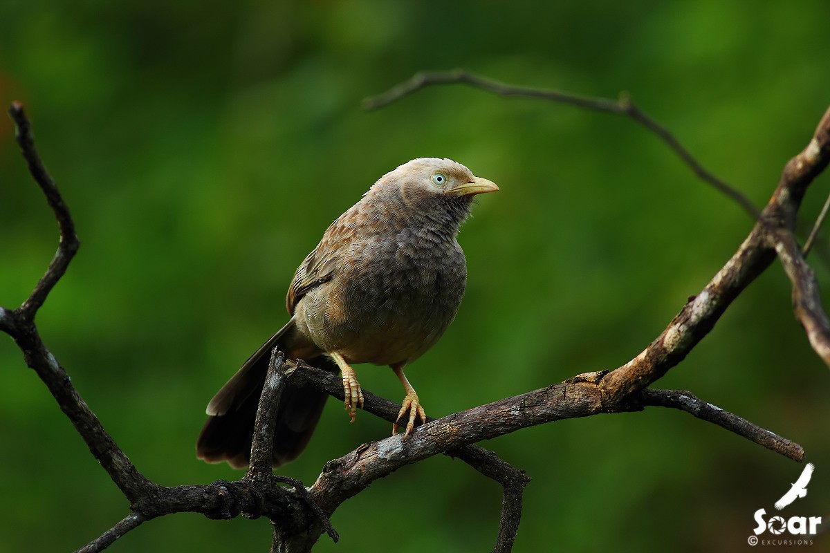 Yellow-billed Babbler - Soar Excursions