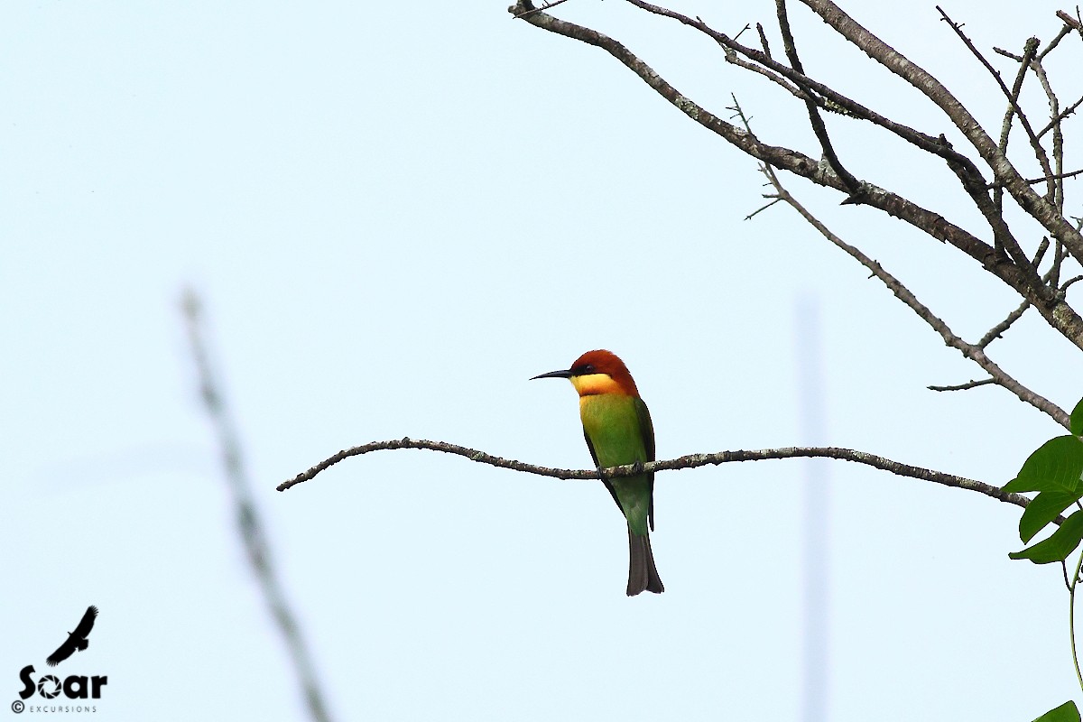 Chestnut-headed Bee-eater - Soar Excursions