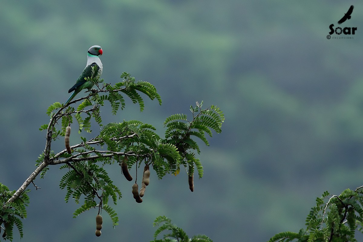 Malabar Parakeet - Soar Excursions