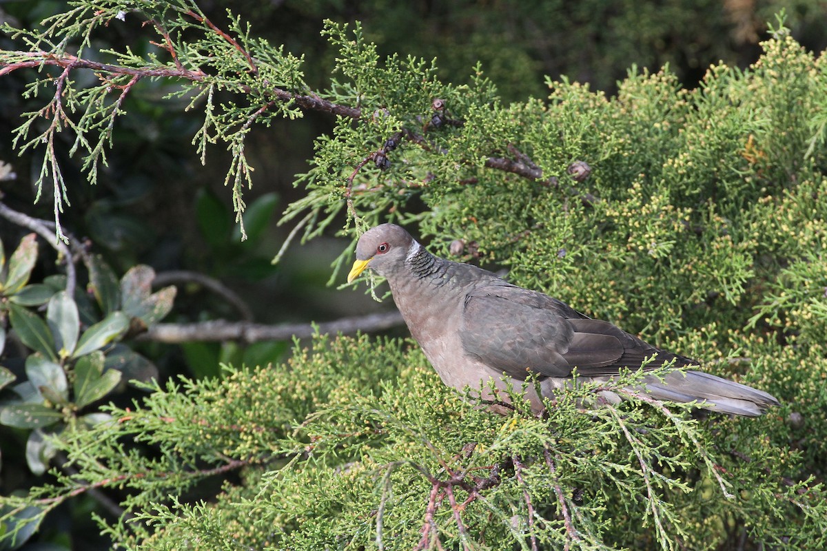 Band-tailed Pigeon - Carlos Funes
