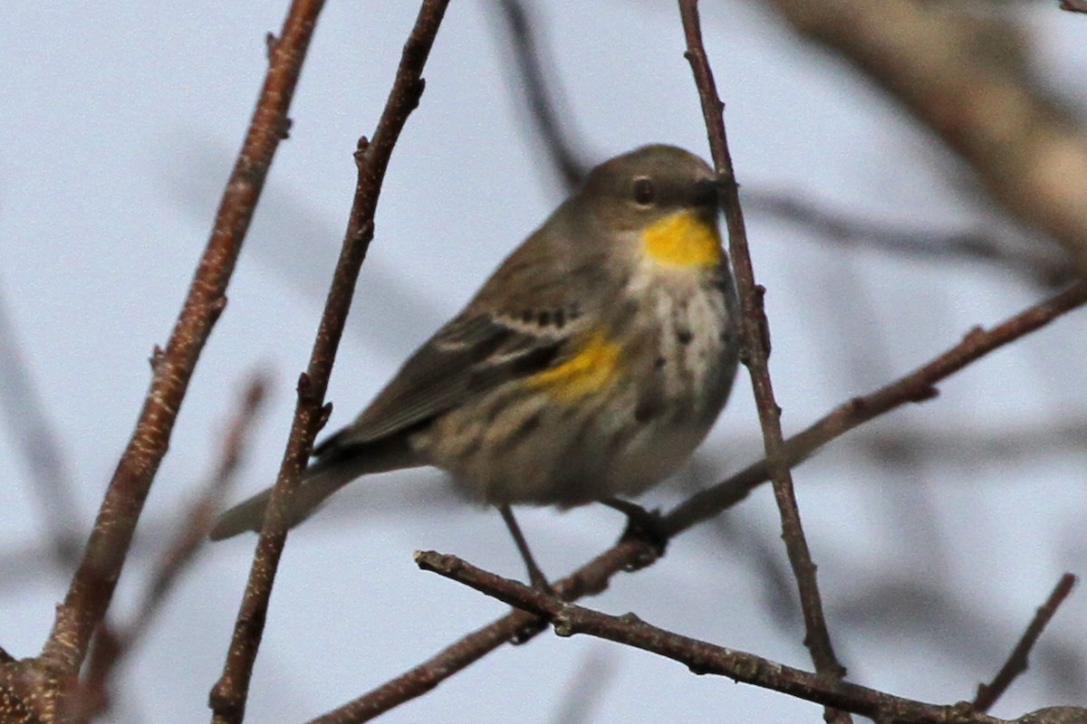 Yellow-rumped Warbler (Audubon's) - ML133790801