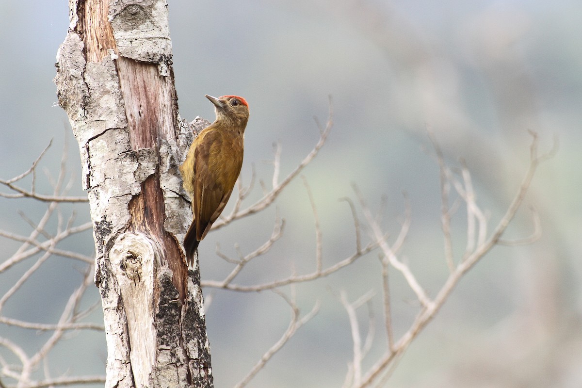 Smoky-brown Woodpecker - ML133791081