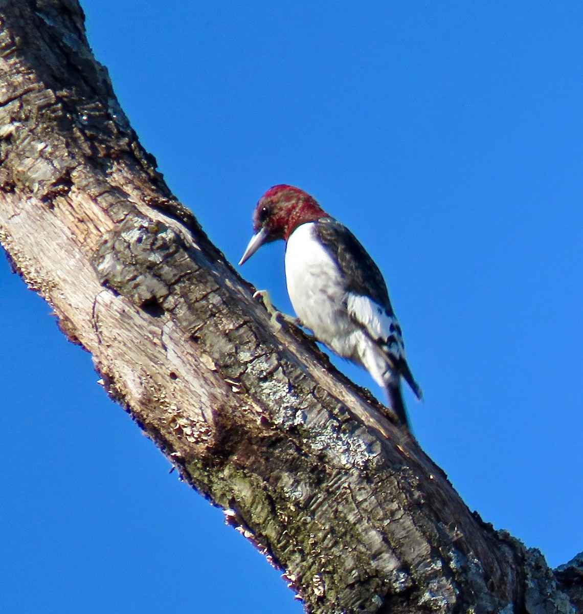 Red-headed Woodpecker - ML133791771