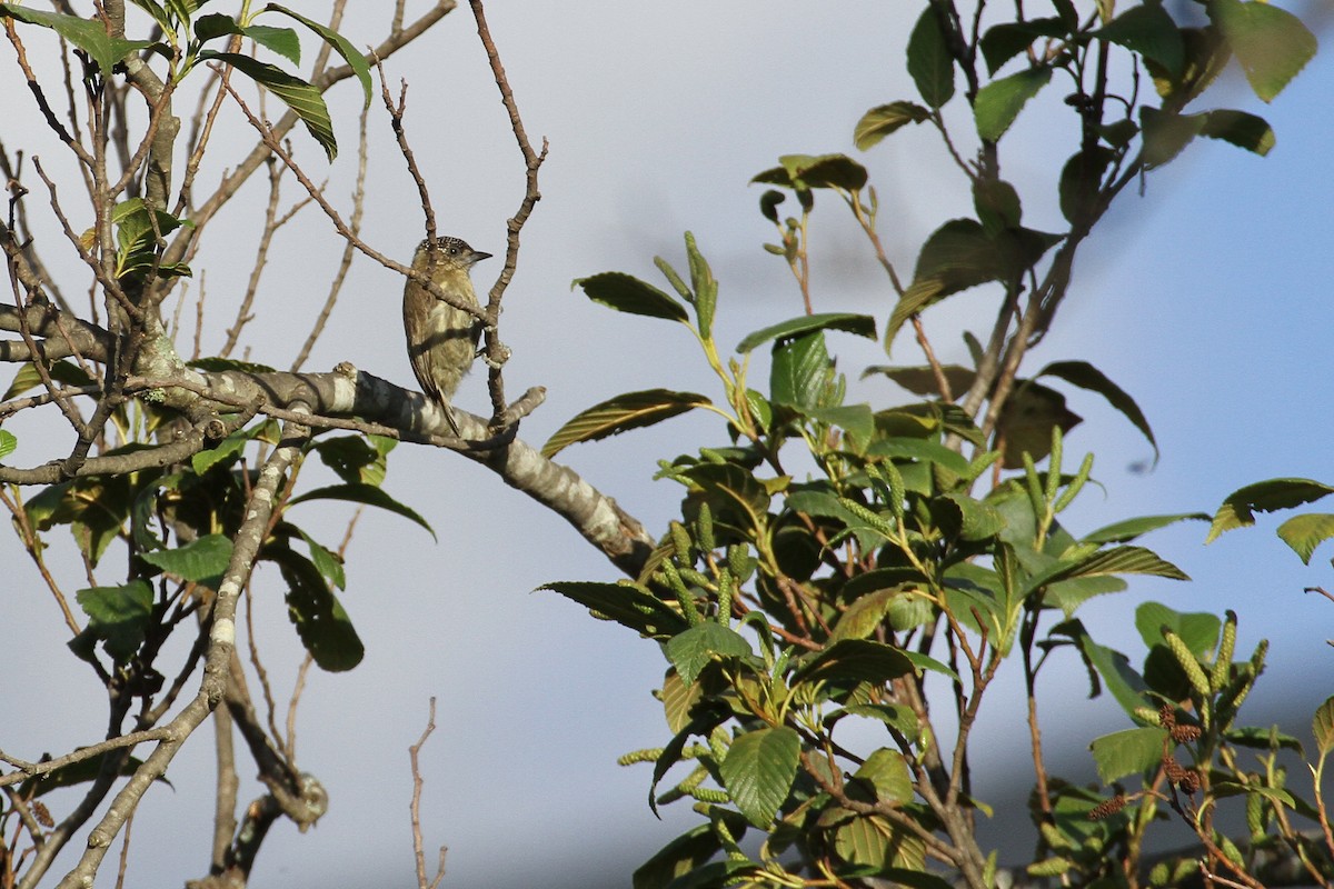 Olivaceous Piculet - ML133792161