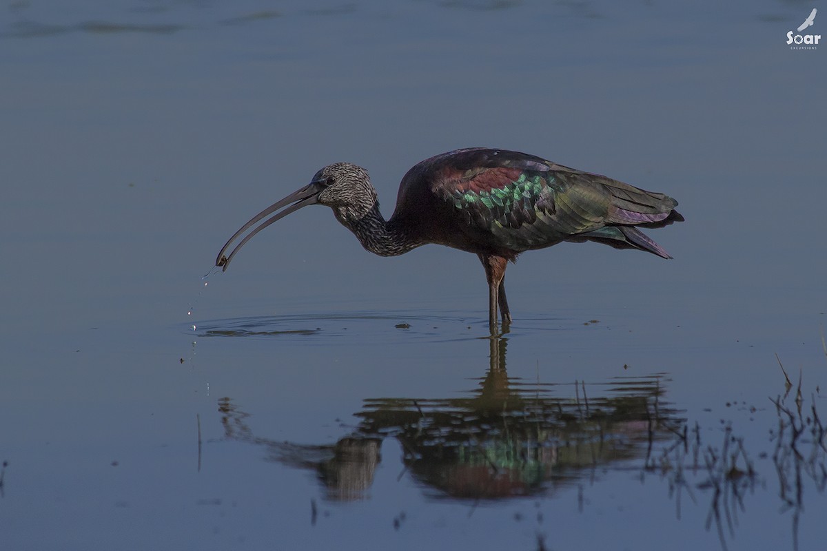 Glossy Ibis - Soar Excursions