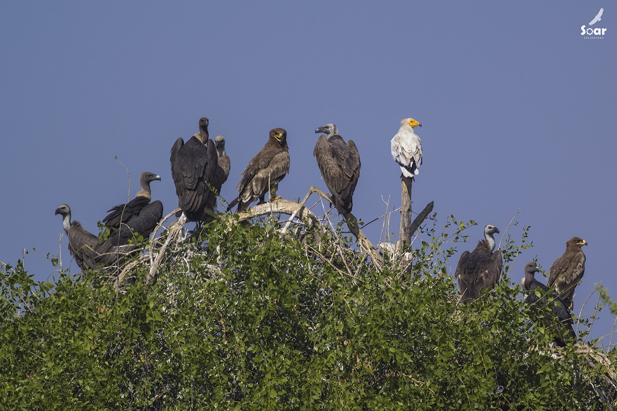 White-rumped Vulture - Soar Excursions