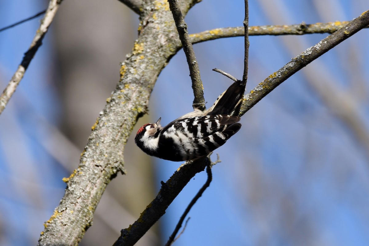 Lesser Spotted Woodpecker - ML133796791