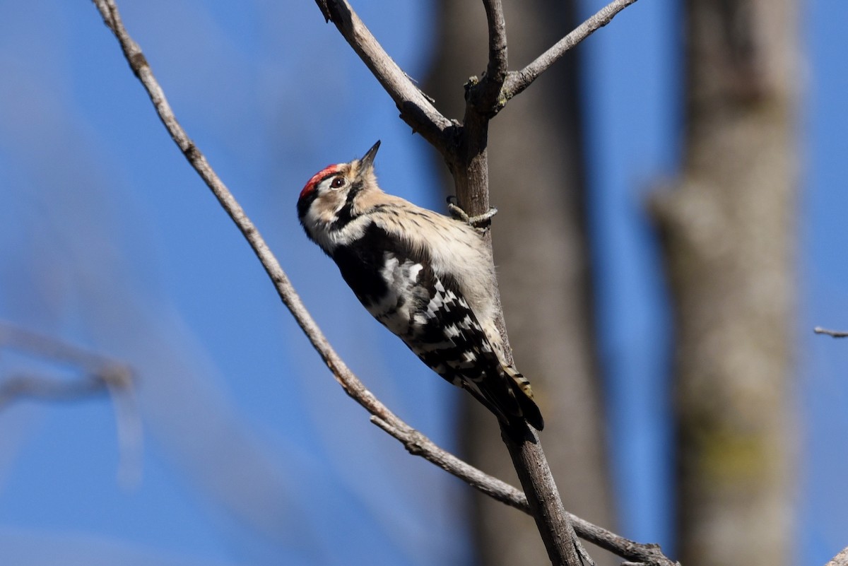 Lesser Spotted Woodpecker - Javier Martín