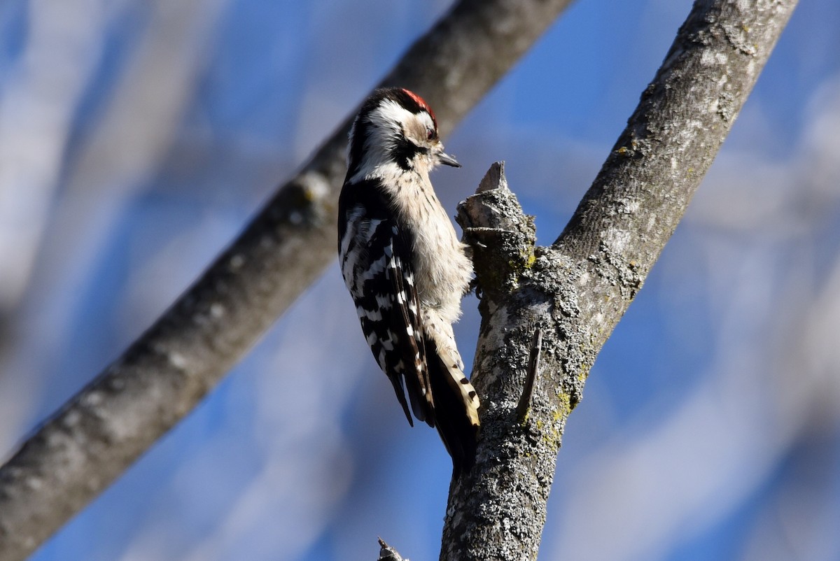 Lesser Spotted Woodpecker - ML133796981