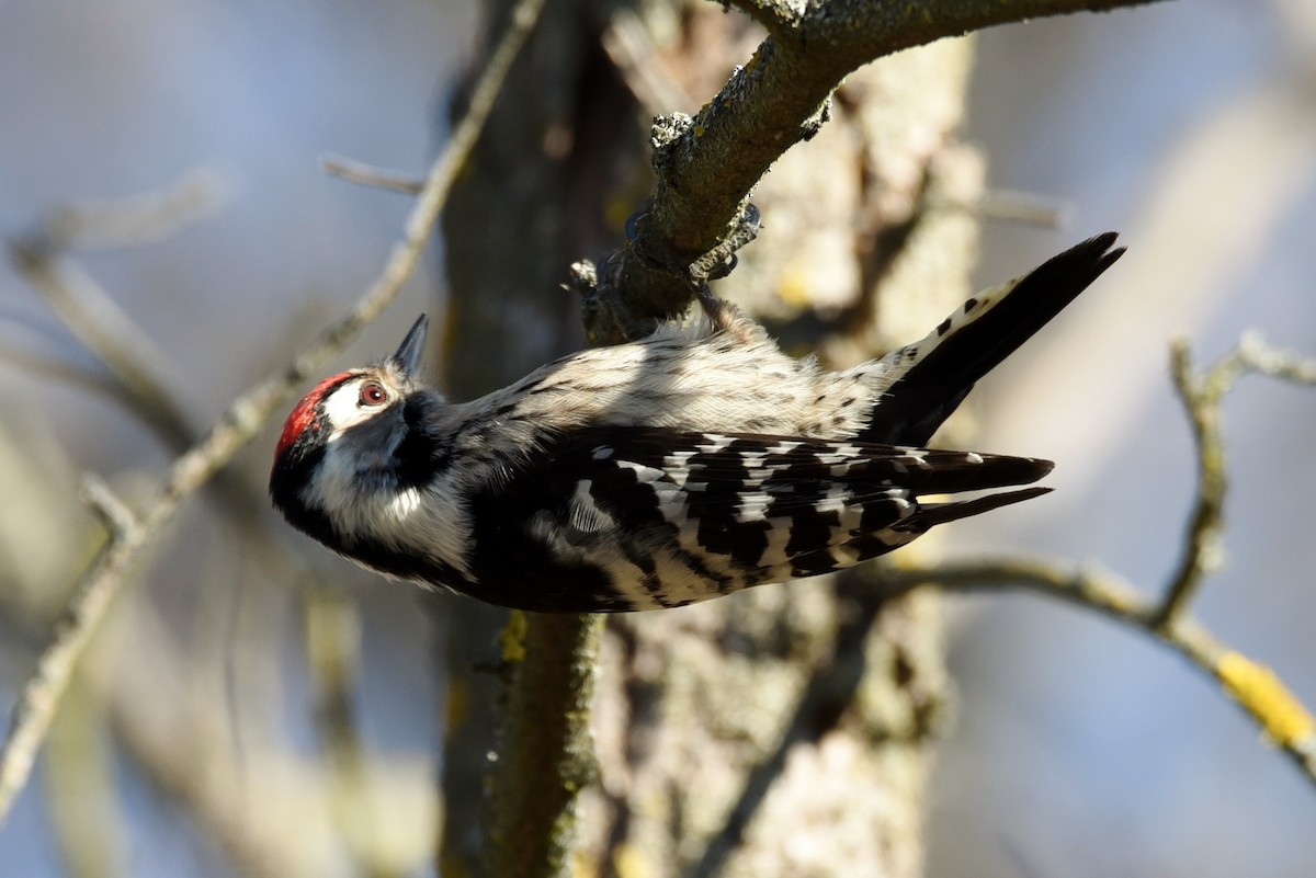 Lesser Spotted Woodpecker - ML133797071
