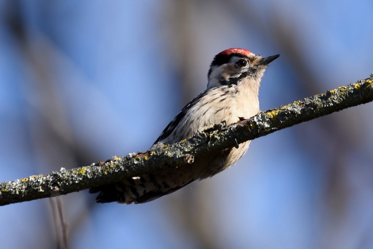 Lesser Spotted Woodpecker - ML133797101