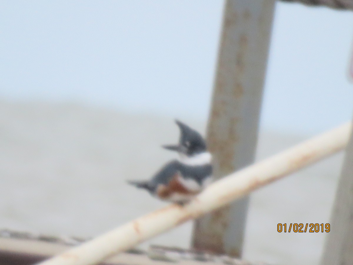 Belted Kingfisher - dave chase