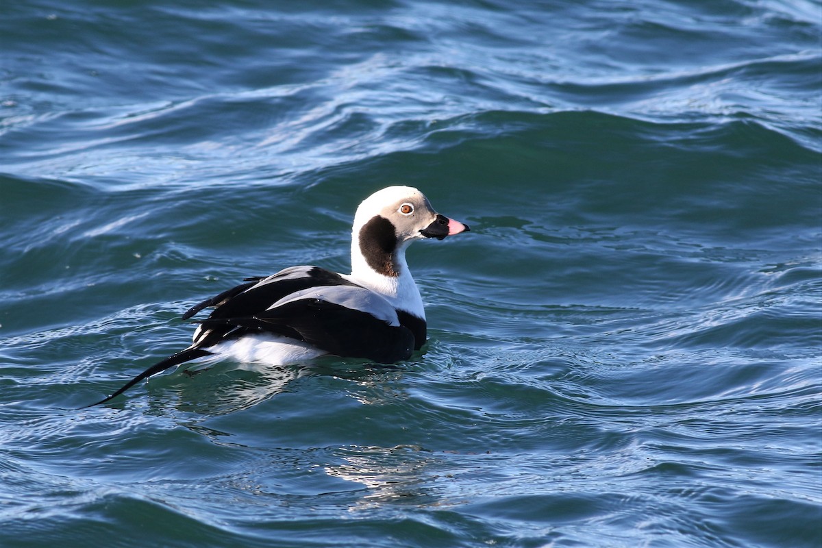 Long-tailed Duck - ML133801231