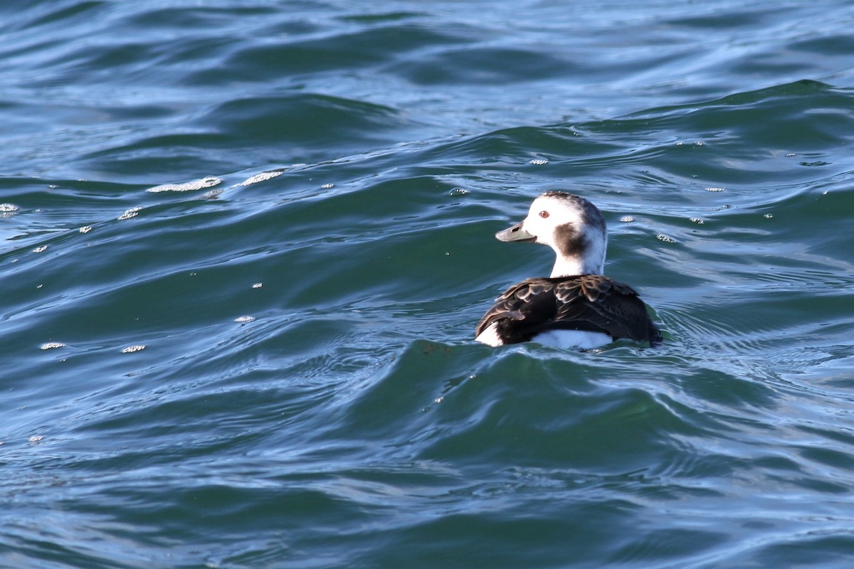 Long-tailed Duck - ML133802181