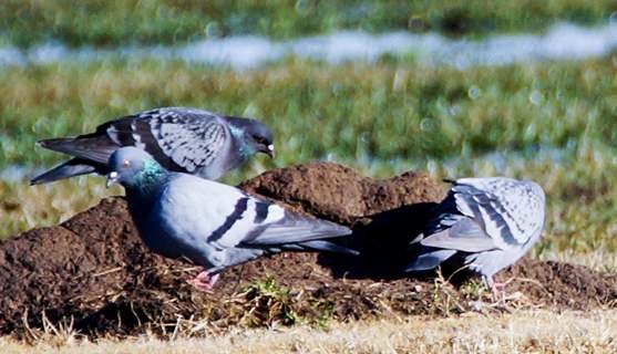 Rock Pigeon (Feral Pigeon) - ML133802941