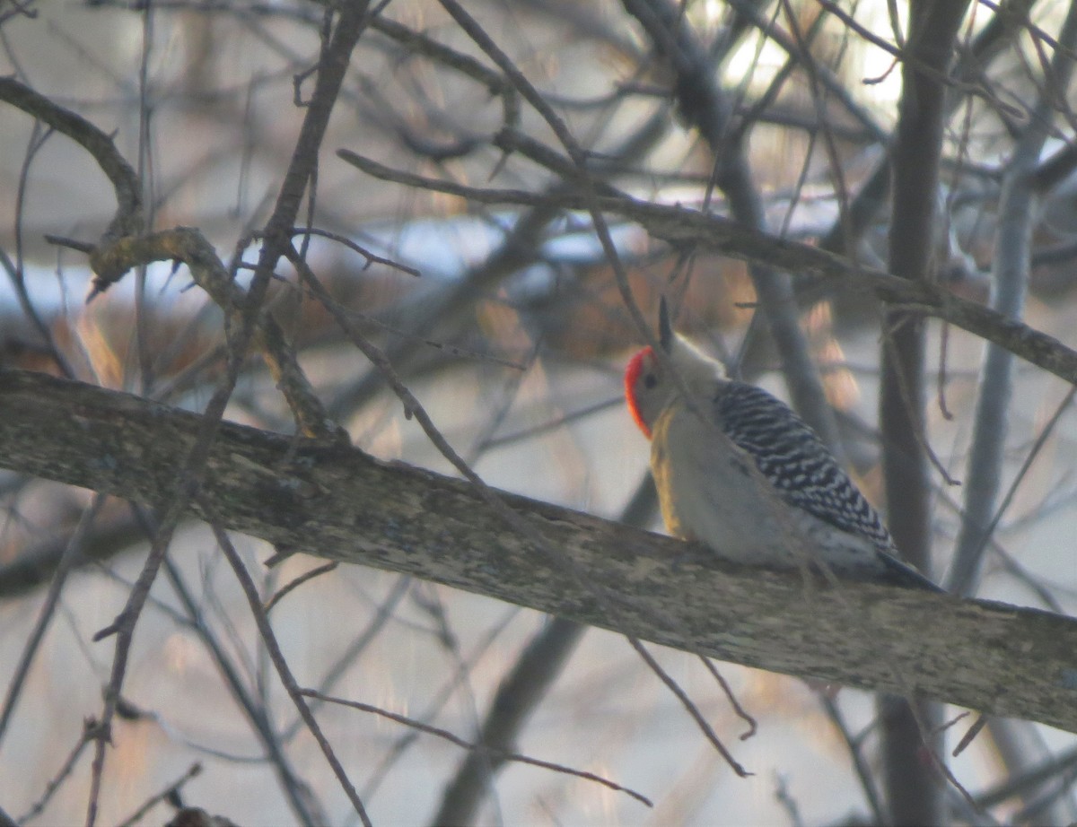 Red-bellied Woodpecker - ML133805341