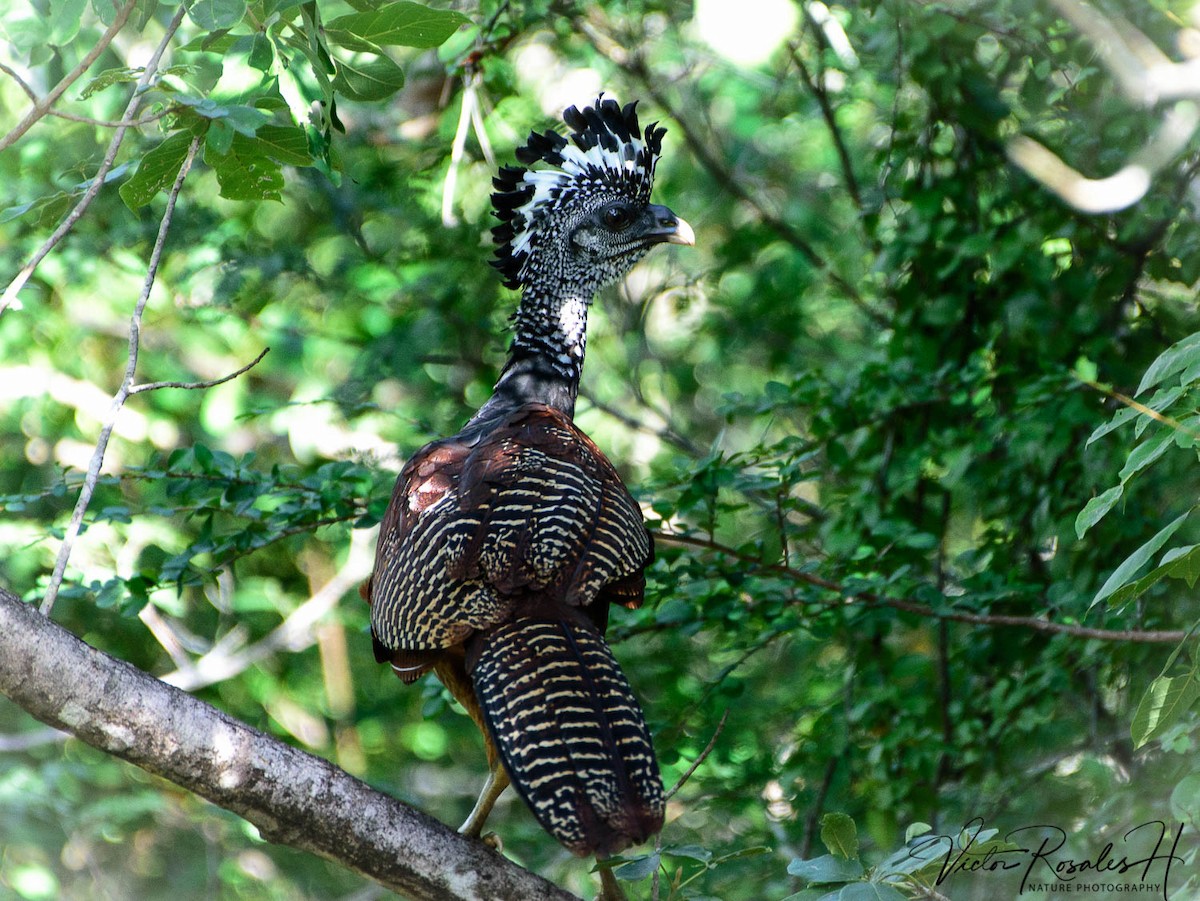 Great Curassow - Victor Rosales