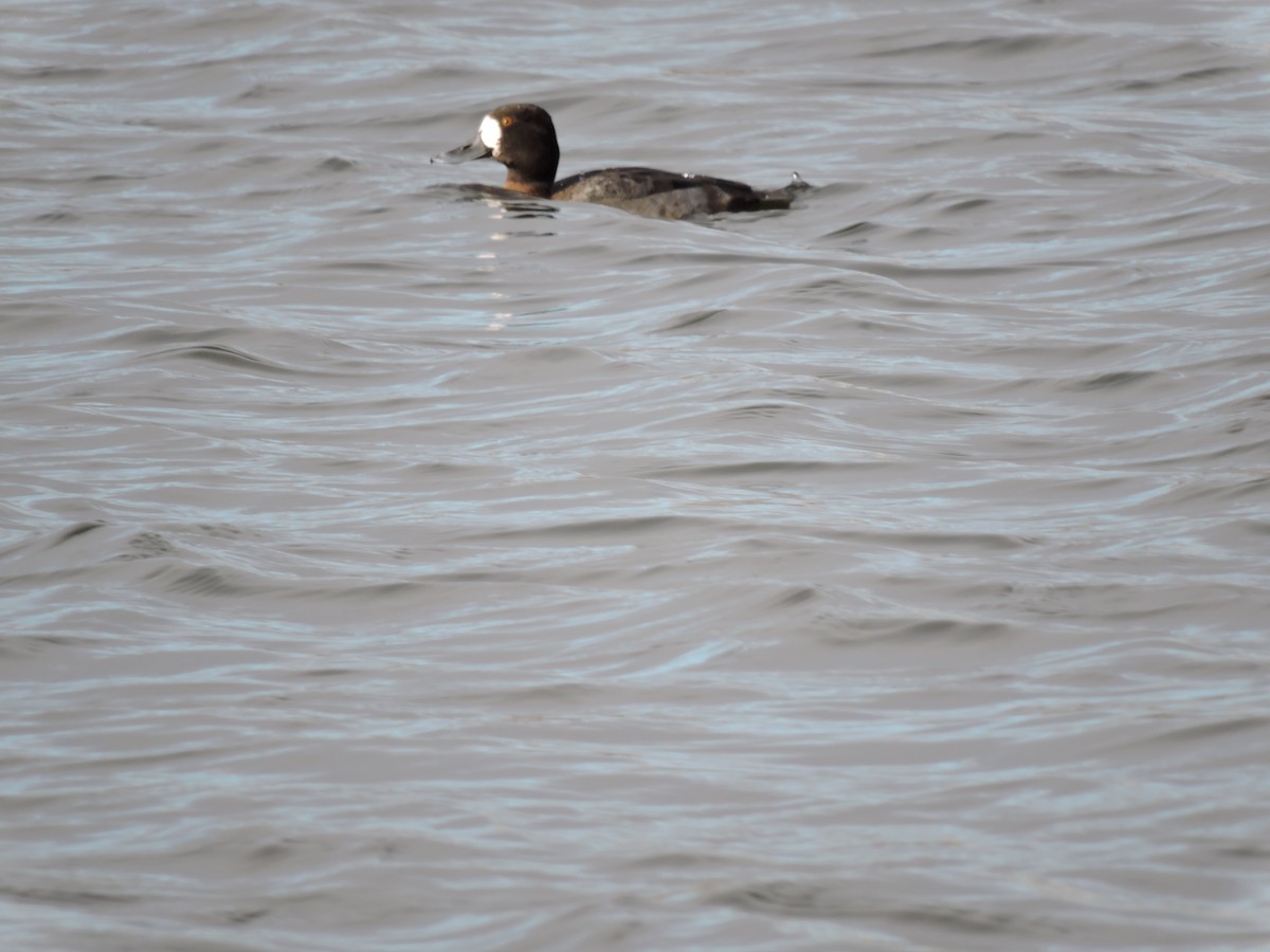 Greater/Lesser Scaup - ML133809041