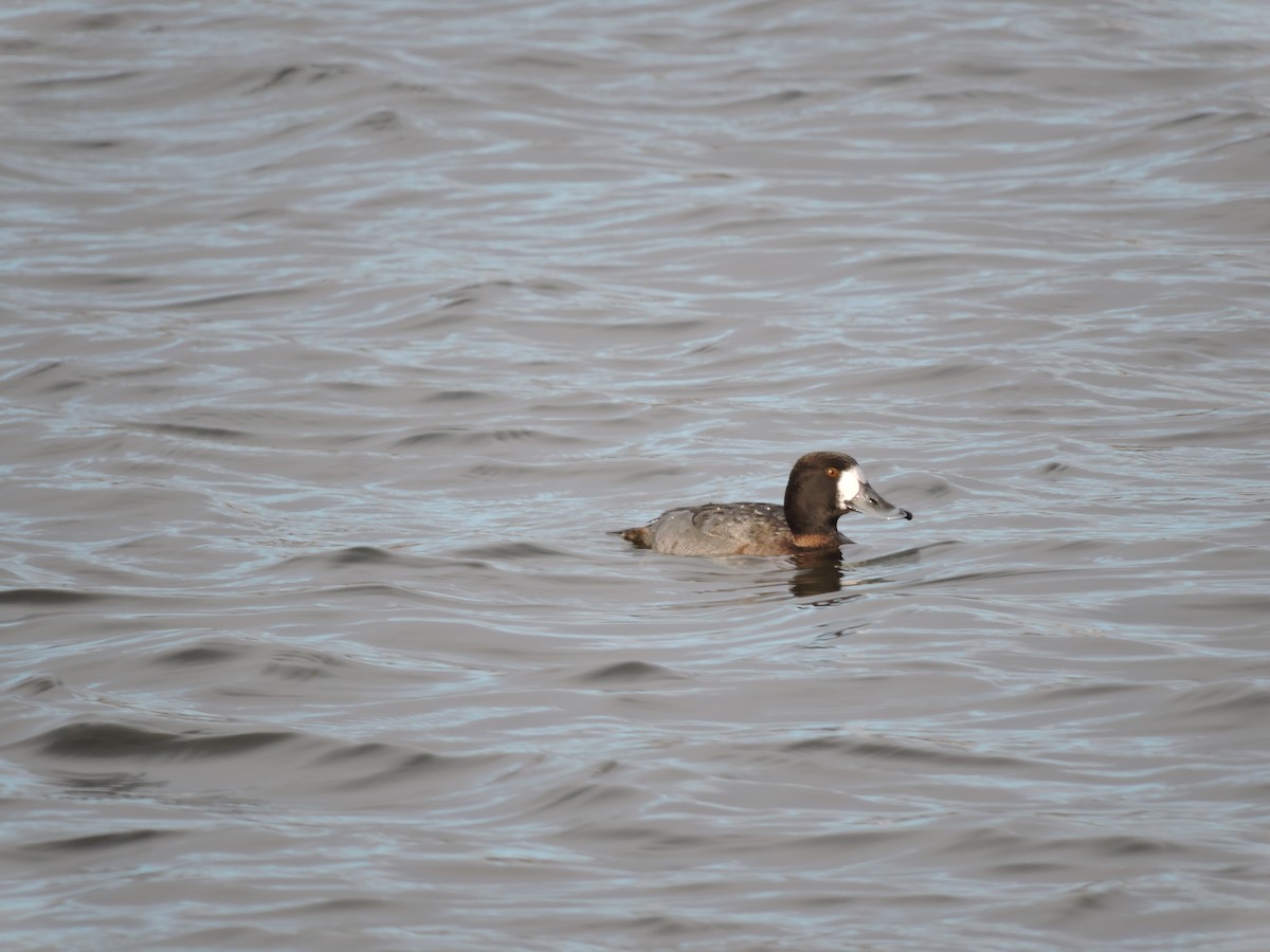 Greater/Lesser Scaup - ML133809051
