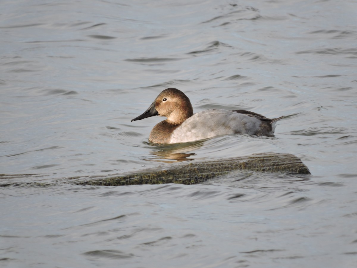 Canvasback - Peter Olsoy