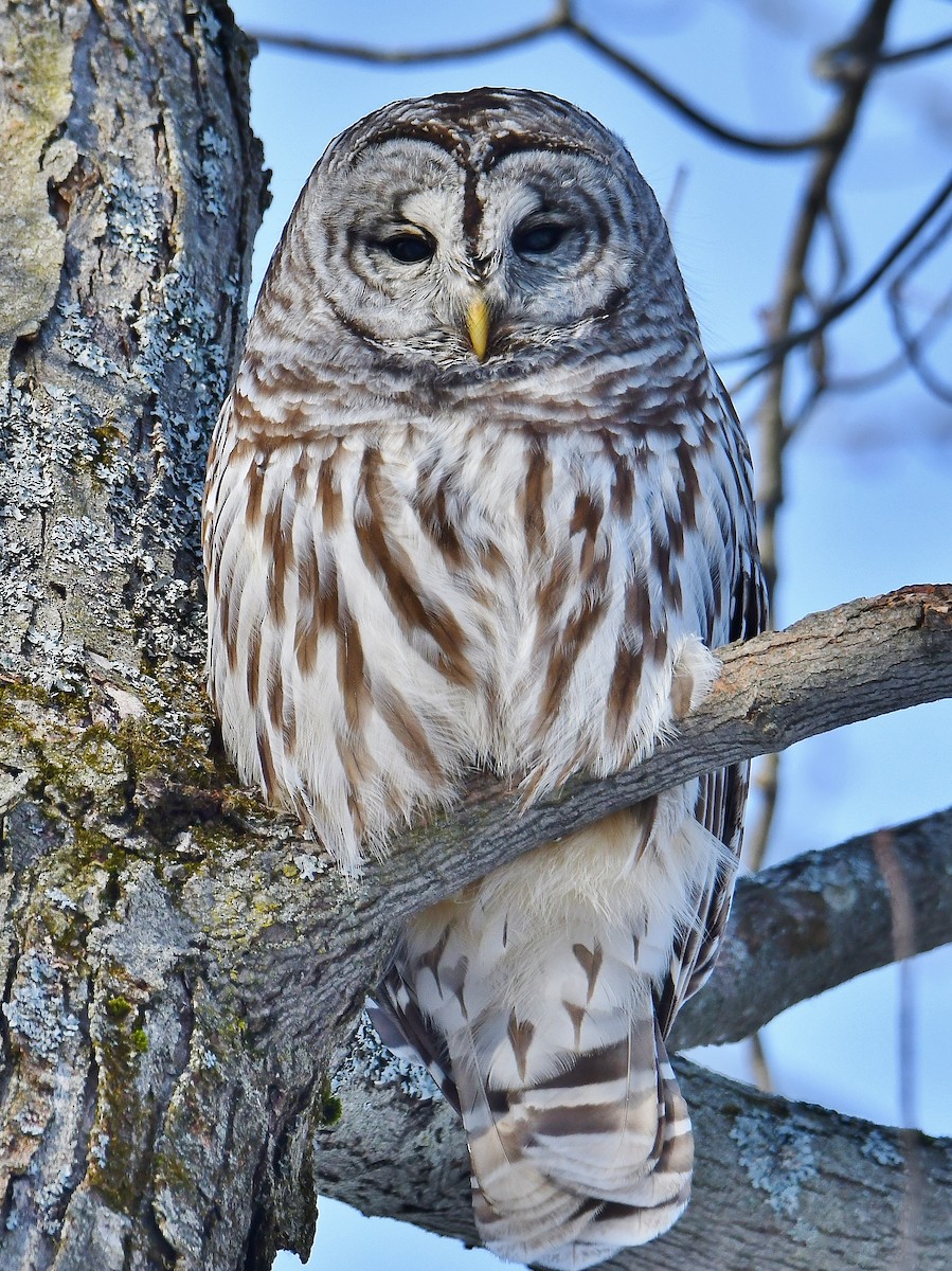 Barred Owl - André Lanouette