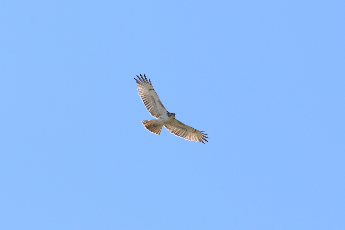 Red-tailed Hawk - ML133809961
