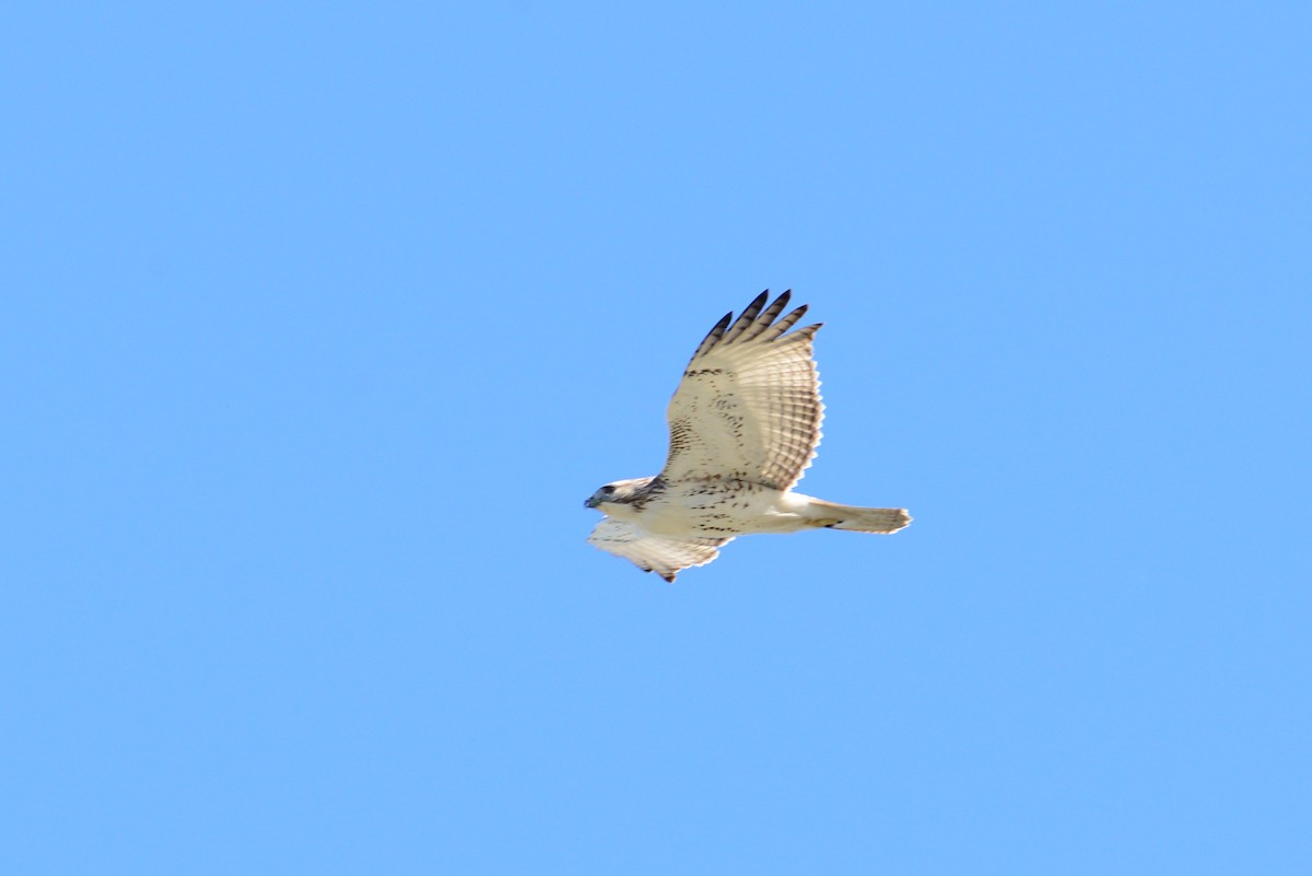 Red-tailed Hawk - ML133809971