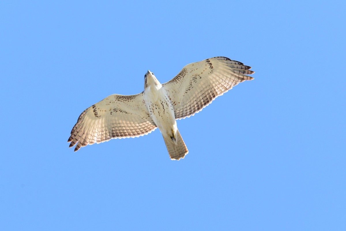 Red-tailed Hawk - ML133809991