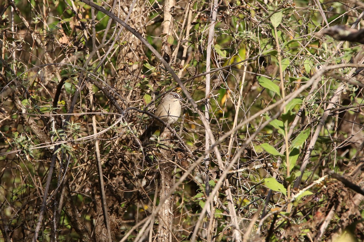 Oaxaca Sparrow - ML133812641