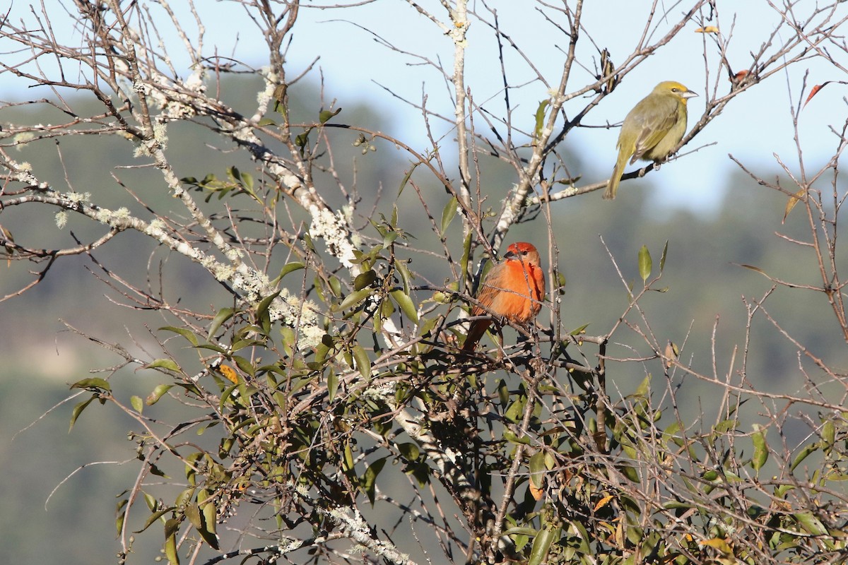 Hepatic Tanager - Olivier Langrand
