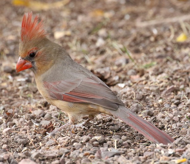 Female Northern Cardinal (presumed subspecies <em>superbus</em>). - Northern Cardinal - 