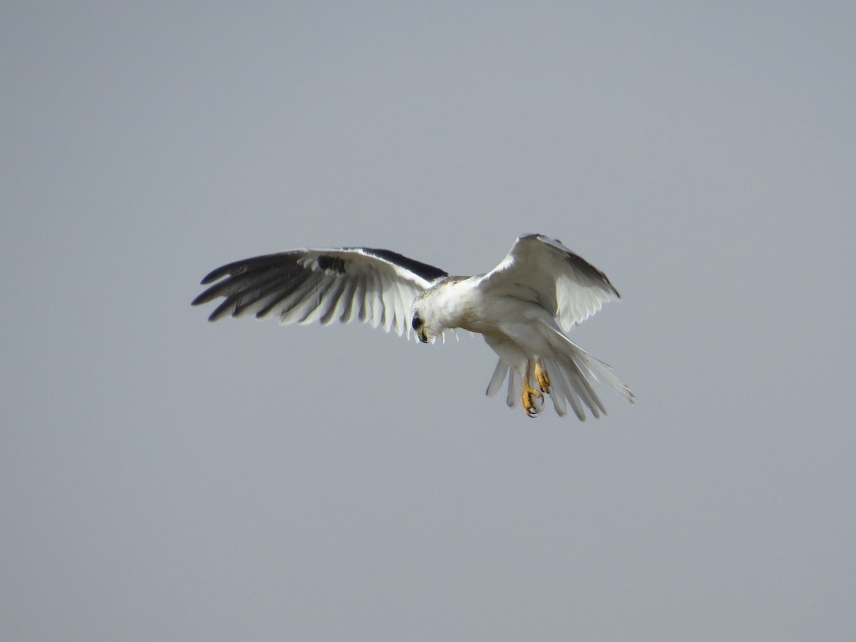 White-tailed Kite - ML133815781