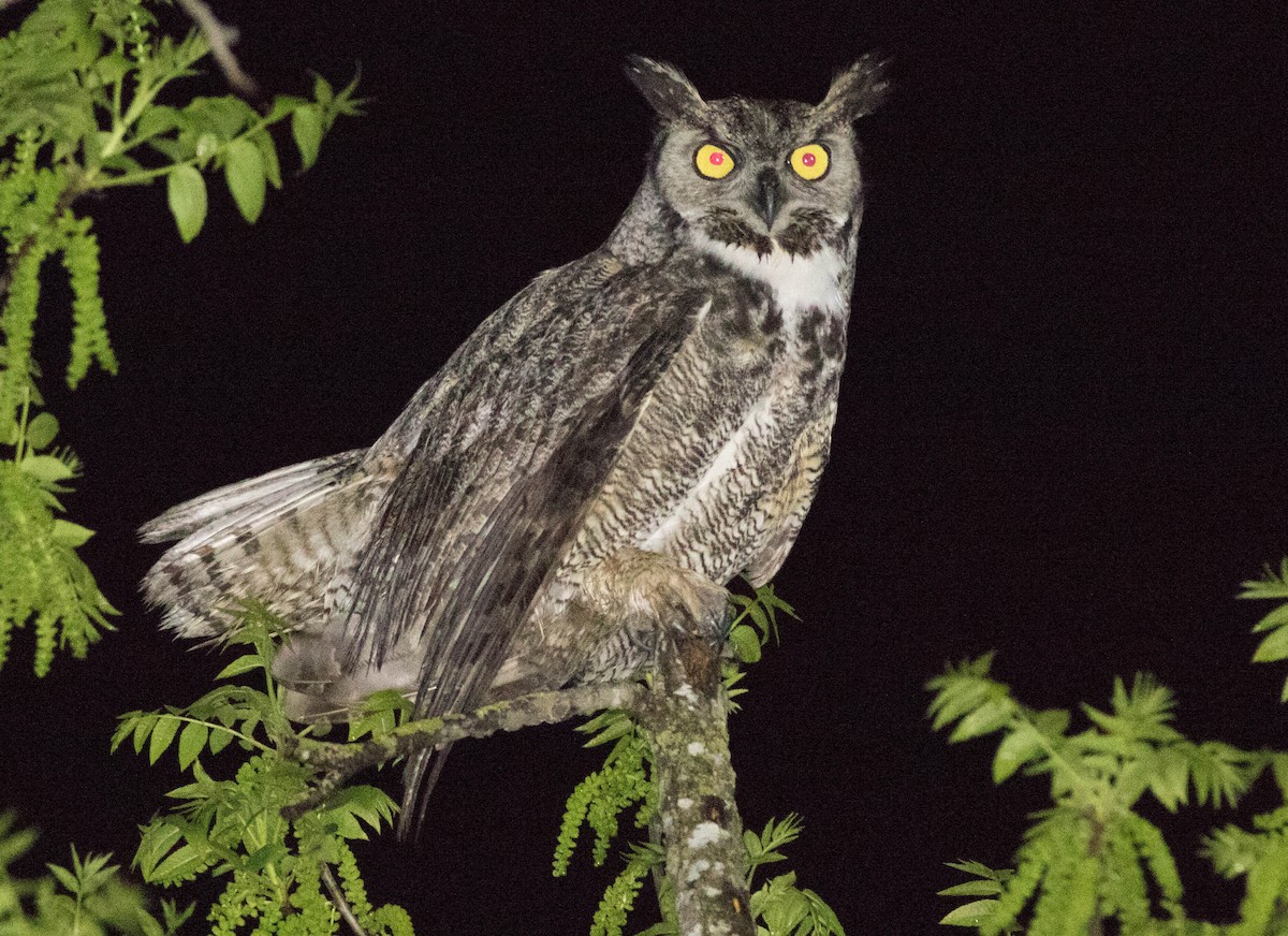 Great Horned Owl - Joachim Bertrands