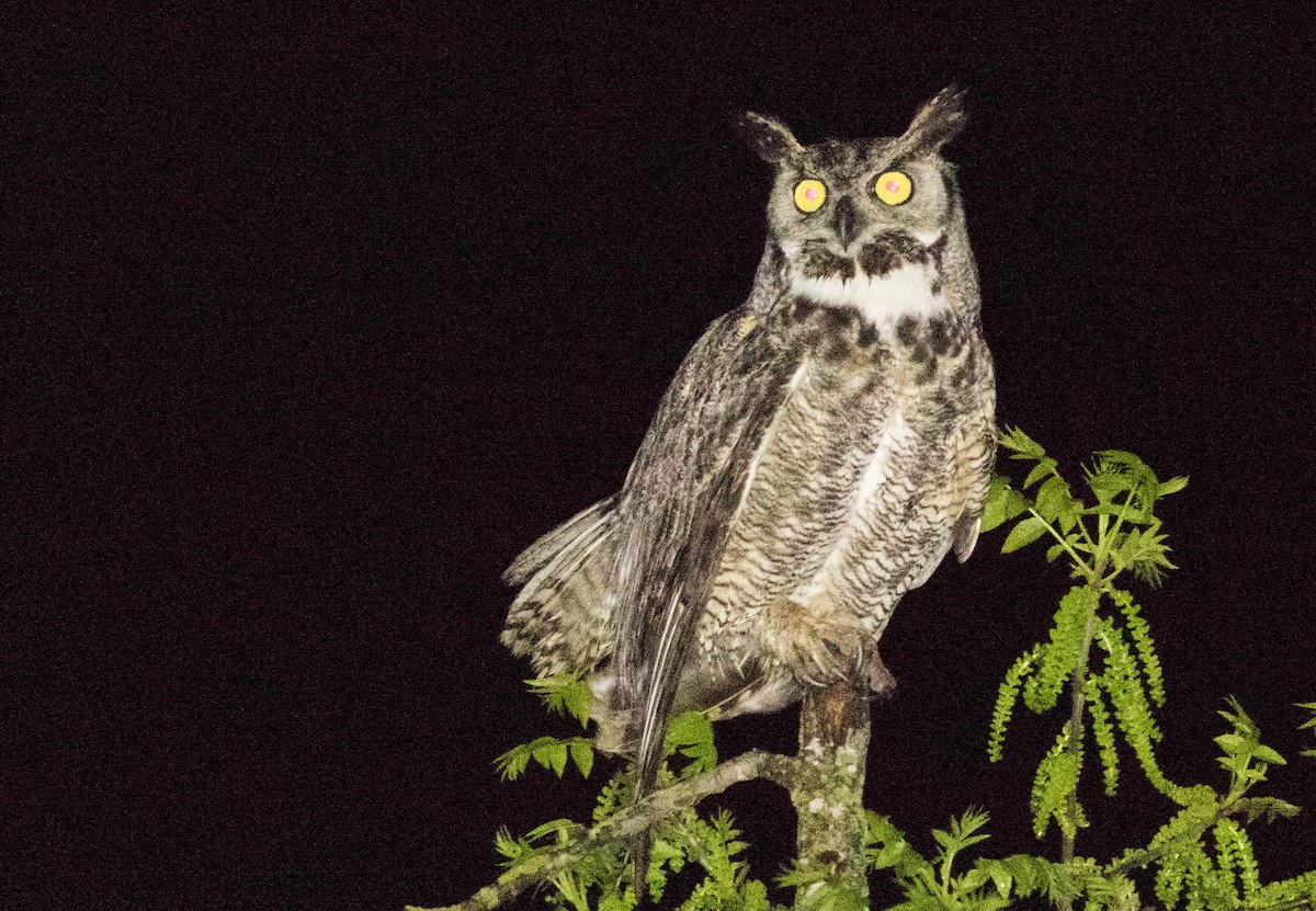 Great Horned Owl - ML133819151