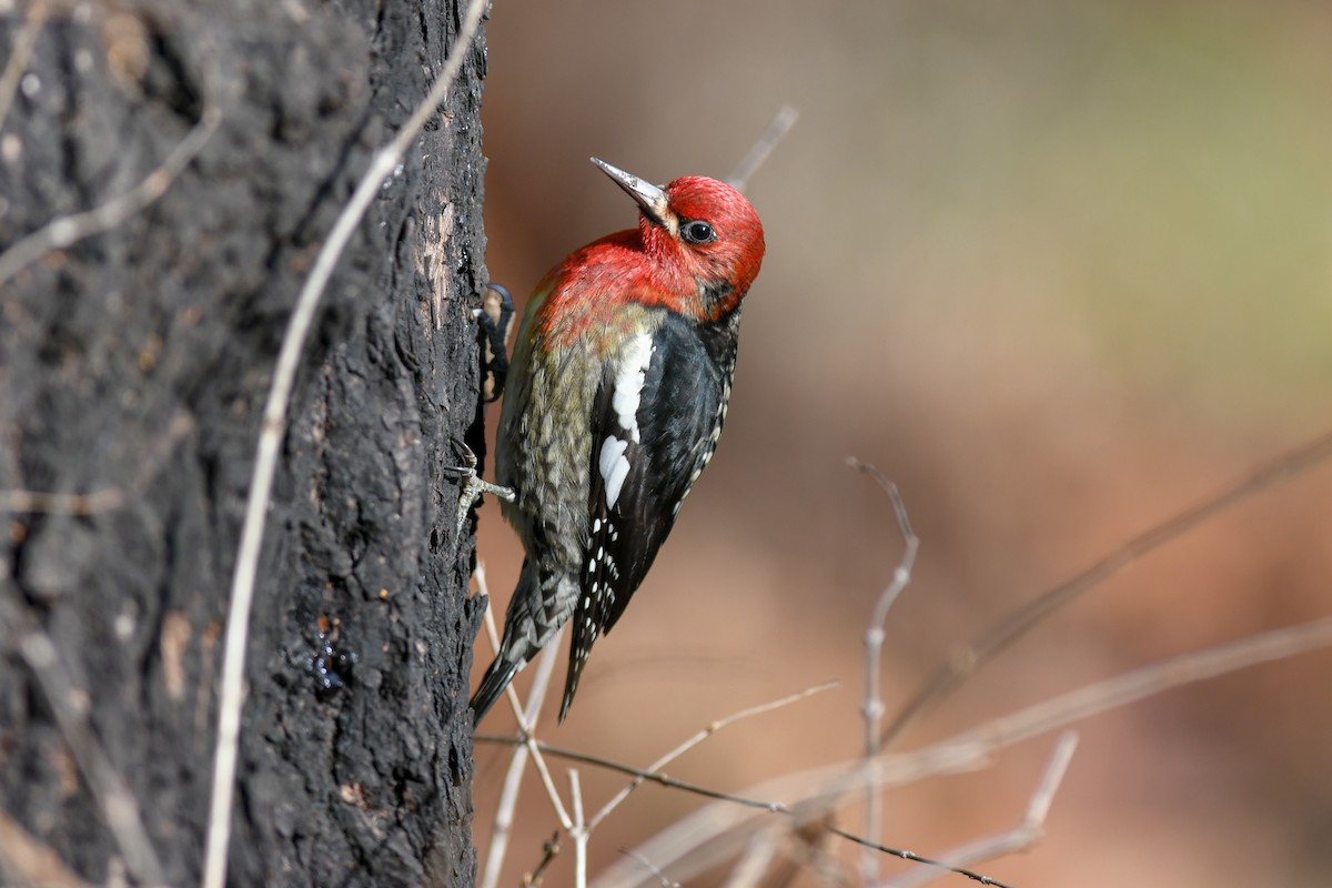 Red-breasted Sapsucker - Mike Charest