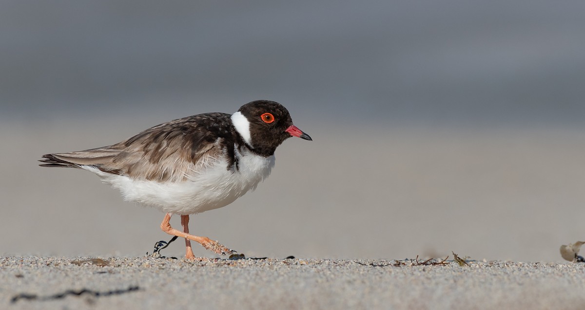 Hooded Plover - Barry Deacon