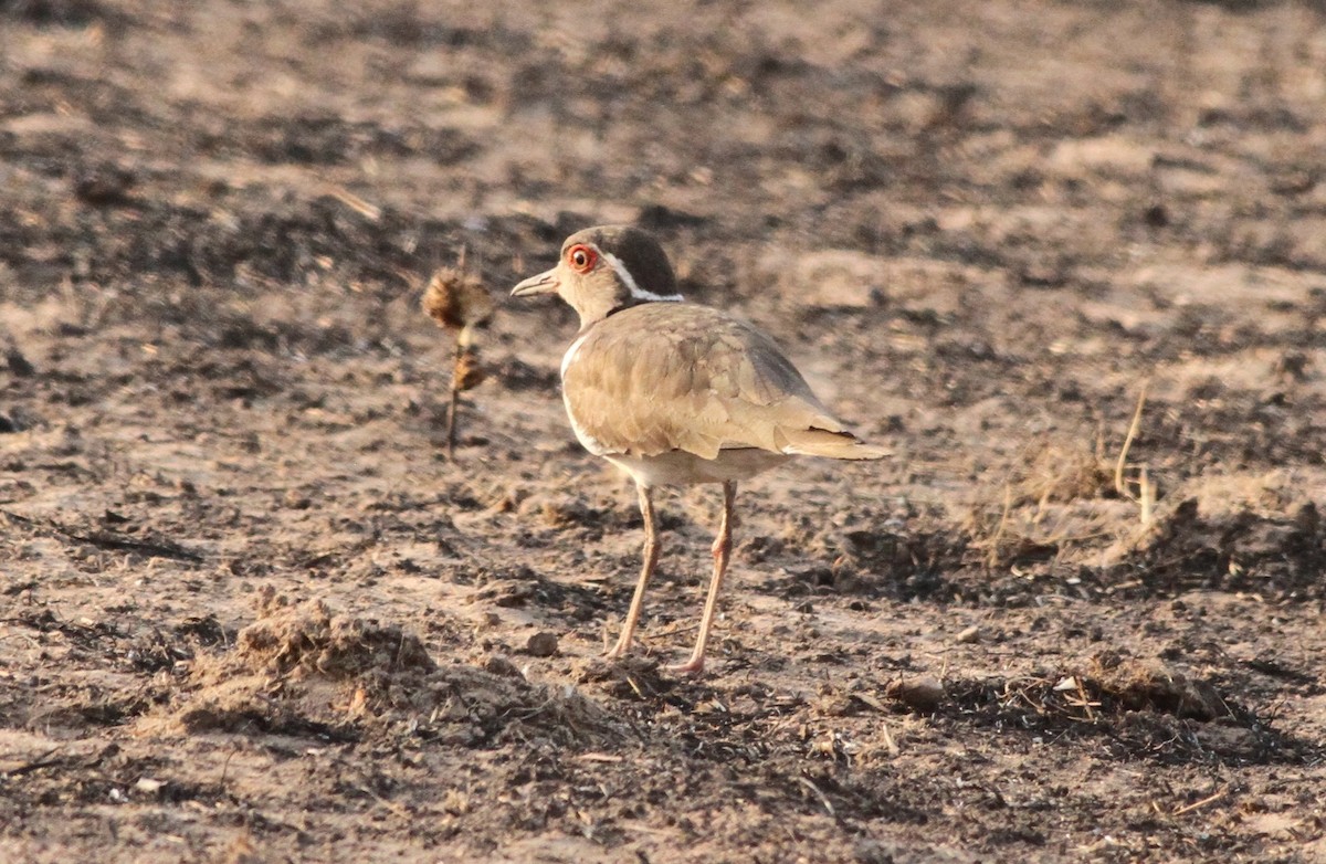 Forbes's Plover - ML133821161