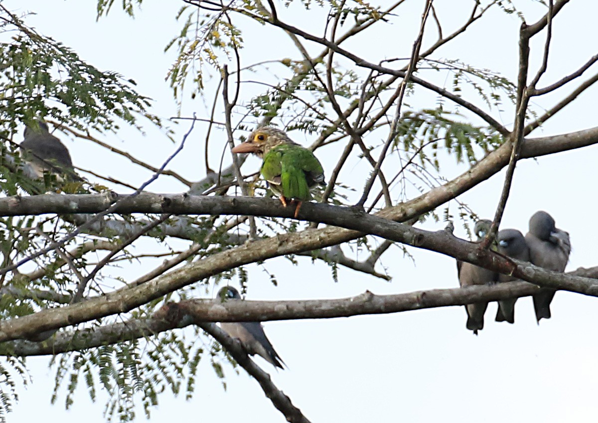 Lineated Barbet - ML133824261