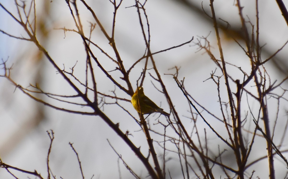 Cape May Warbler - ML133826571