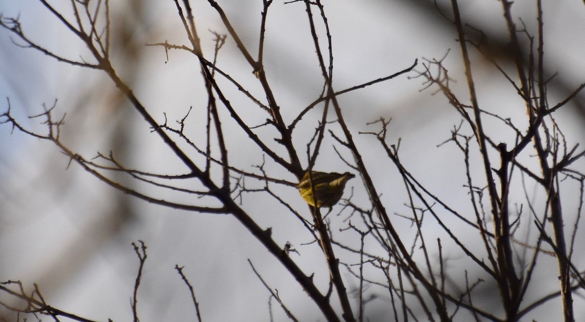 Cape May Warbler - ML133826681