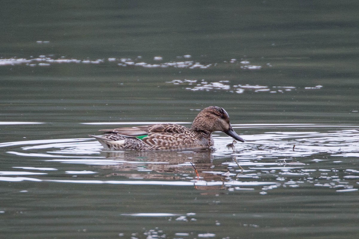 Green-winged Teal - Tanner Martin