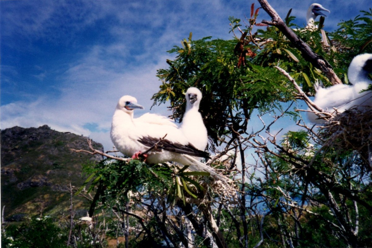 Red-footed Booby - ML133827861