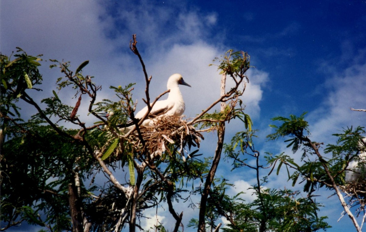 Red-footed Booby - ML133827921