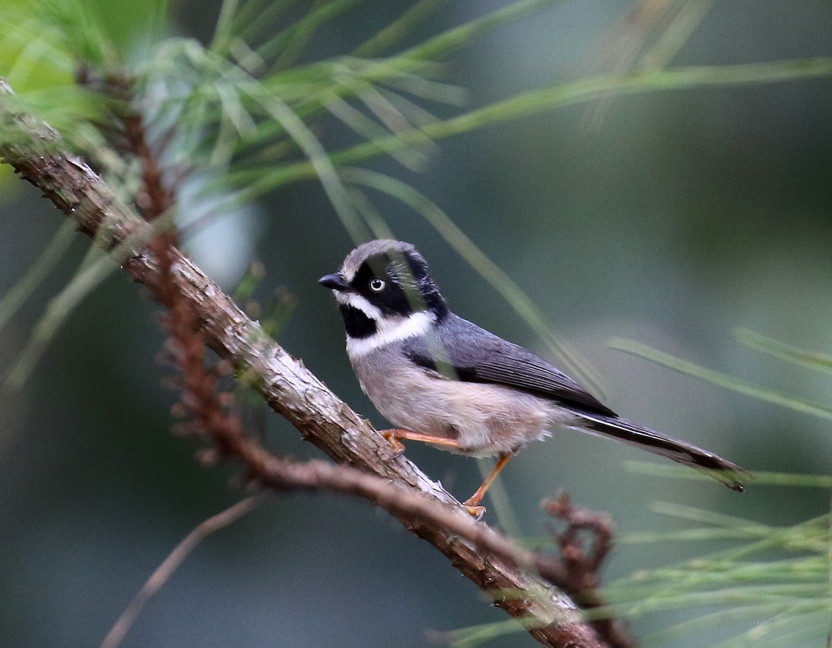 Black-throated Tit (Gray-crowned) - Myles McNally