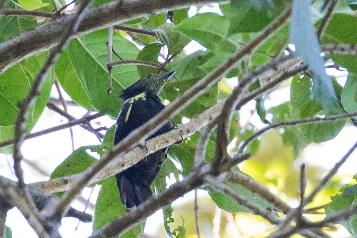 Black-and-buff Woodpecker - ML133832611