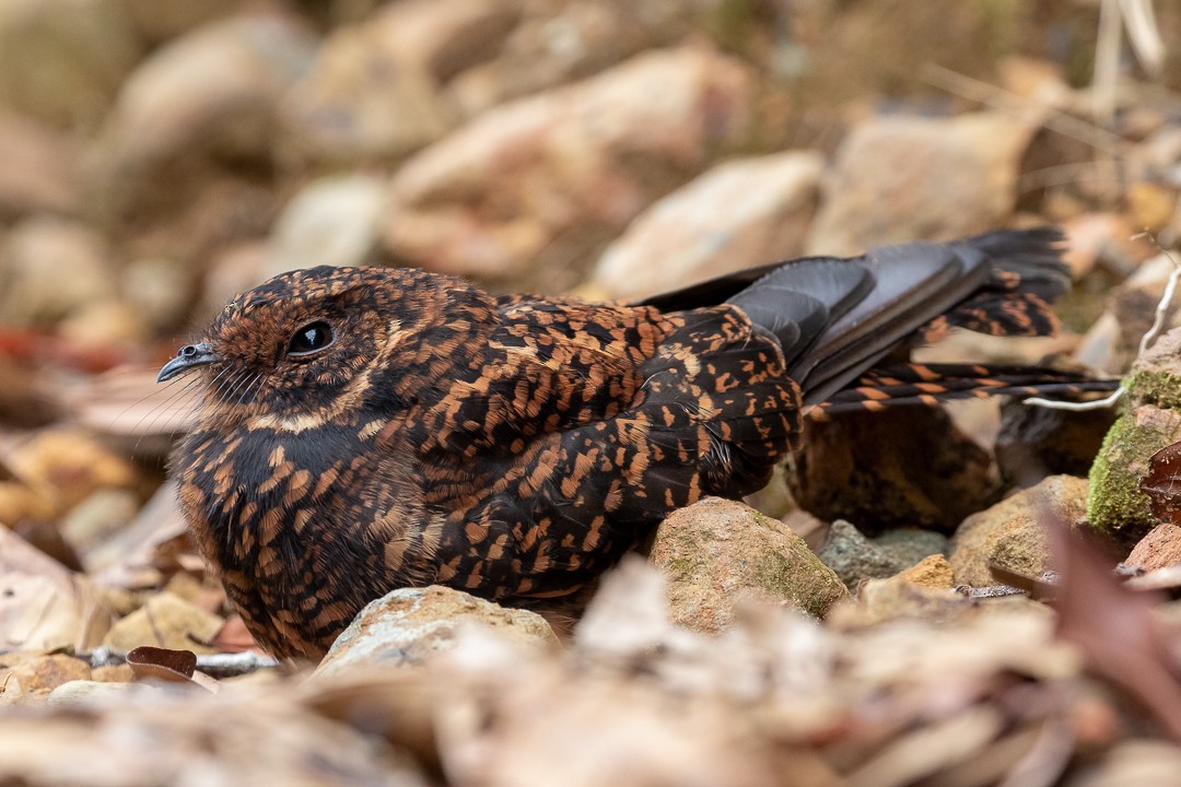 Swallow-tailed Nightjar - ML133833161