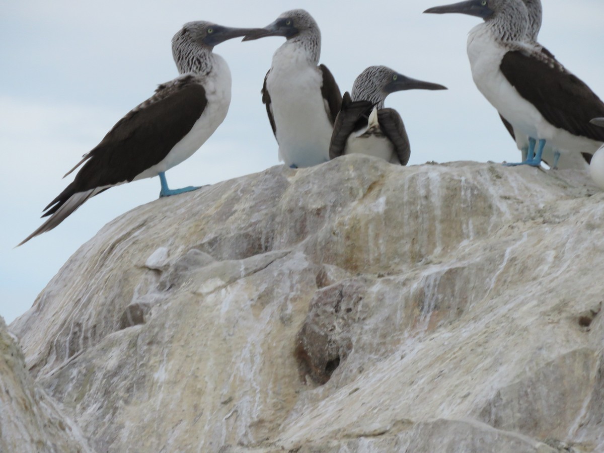 Blue-footed Booby - ML133833301